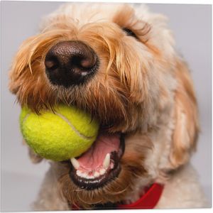 WallClassics - Vlag - Hond Speelt met Tennisbal - 50x50 cm Foto op Polyester Vlag