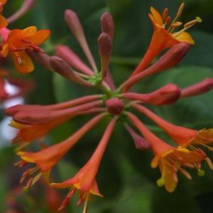 Kamperfoelie / Geitenbaard - Lonicera brownii 'Dropmore Scarlet' 50-60 cm
