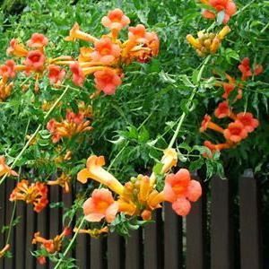 Campsis tagliabuana 'Madame Galen' - Trompetbloem - 50-60 cm in pot: Klimplant met grote, oranjerode trompetvormige bloemen in de zomer.