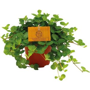 Peperomia Rotundifolia – Groene Kamerplant – Ø12 cm – ↨20 cm – Onderhoudsvriendelijk – Luchtzuiverend – Sierlijke Hangplant