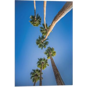WallClassics - Vlag - Onderaanzicht van Palmbomen - 40x60 cm Foto op Polyester Vlag