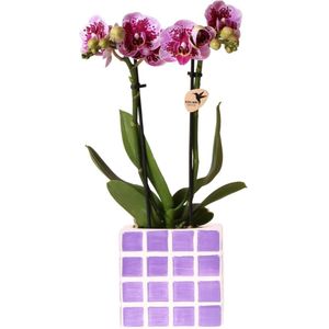 Phalaenopsis Paarse Orchidee 'El Salvador' in Lila Mosa Pot-35cm -Ø9 Bloeiende Kamerplant -Sierplantenshop
