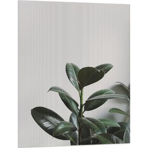 WallClassics - Vlag - Plant tegen Witte Muur - 75x100 cm Foto op Polyester Vlag