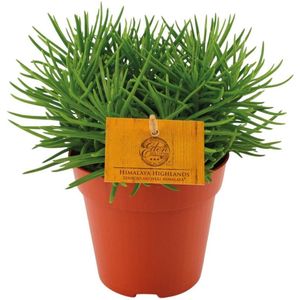 Vetplant – Kruiskruid (Senecio Archeri Himalaya) – Hoogte: 20 cm – van Botanicly
