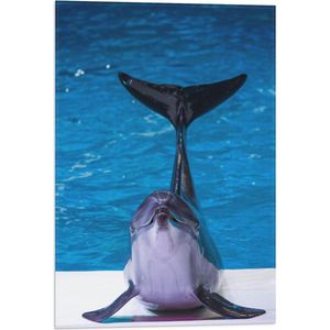 WallClassics - Vlag - Blije Dolfijn voor het Water - 40x60 cm Foto op Polyester Vlag