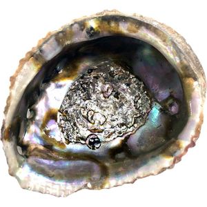Abalone schelp om te SMUDGEN