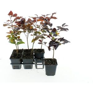 Haagplant Rode Beuk 2 Meter - 12 stuks - Fagus sylvatica 'Atropunicea' - P9.5 - Plant - Tuinplant