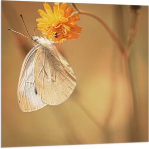 WallClassics - Vlag - Witte Vlinder op Oranje Bloem - 100x100 cm Foto op Polyester Vlag