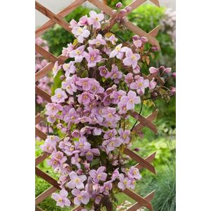 Plants Online - Tuinplanten - Klimplanten - Set van 1 - Clematis 'Mayleen' - 5 liter pot - Plant 125-150 cm