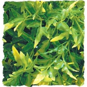 Zoomed - naturalistic flora - Bolivian Croton - medium - terrariumplant