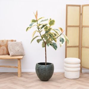 Ficus Elastica Tineke op stam - 140 cm