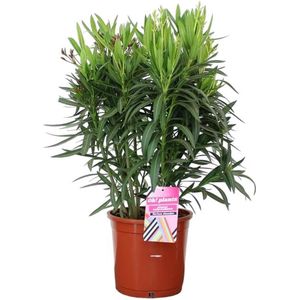 Nerium Oleander XL - Oleander Wit - Witte bloemen - Pot ⌀ 26cm - Hoogte 70-80cm
