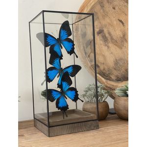 Glazen Vitrine met echte Papilio Ulysses vlinders