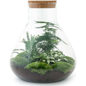 Terrarium - Sam XL - ↑ 35 cm - Ecosysteem plant - Kamerplanten - DIY planten terrarium - Mini ecosysteem