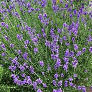 4 x Lavendel Munstead XL - Geurende Vaste Planten - Tuinplanten Winterhard - Lavandula angustifolia 'Munstead' in C2 pot met hoogte 10-20cm