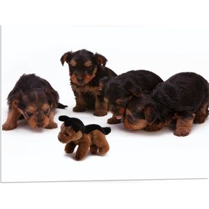 WallClassics - PVC Schuimplaat- Vier Bruin met Zwarte Puppy's bij Soortgenoot Knuffel - 80x60 cm Foto op PVC Schuimplaat