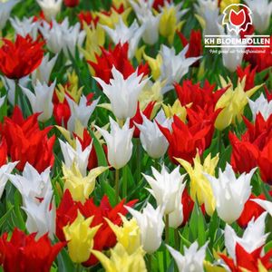 Bloembollen - 25 Tulpenbollen Tres Chic mix - Kleuren mix