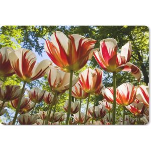 Bureau mat - Een tuin met rood met witte tulpen - 60x40