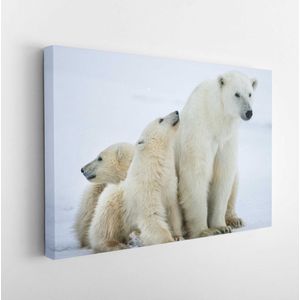 IJsbeer met welpen. Een ijsbeer met twee kleine berenwelpen in de sneeuw. De ijsbeer (Ursus maritimus) - Modern Art Canvas - Horizontaal - 363801596 - 80*60 Horizontal