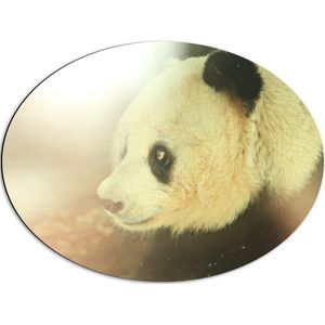 WallClassics - Dibond Ovaal - Zonlicht op Panda - 68x51 cm Foto op Ovaal (Met Ophangsysteem)