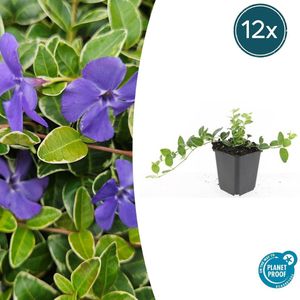 12 Stuks Maagdenpalm, Lichtblauwe Stervormige Bloemen, Bodembedekker, Vinca minor Ralph Shugert - 10-25cm - Ø9cm
