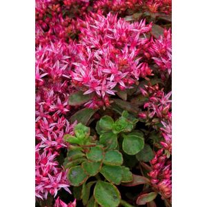 Plants Online - Tuinplanten - Vaste planten - Set van 3 - Sedum spurium 'Schorbuser Blut' - 1 liter pot - Plant