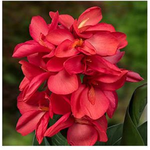 Moerings Canna Isabel | Bloemriet | In 18CM Mand Kant en Klaar