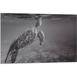 WallClassics - Vlag - Zeeschildpad Zwemmend naar Wateroppervlak (Zwart- wit) - 90x60 cm Foto op Polyester Vlag
