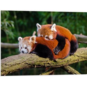 WallClassics - PVC Schuimplaat- Knuffelende Rode Panda's - 80x60 cm Foto op PVC Schuimplaat