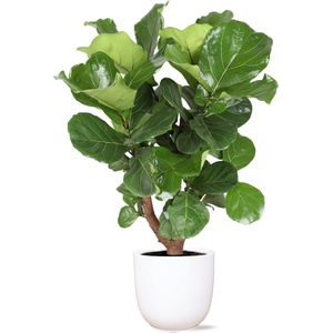 Ficus Lyrata (vertakt) Ø24cm 110cm in Boule WIT pot