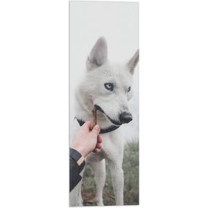 WallClassics - Vlag - Witte Husky Hond Bijtend op een Takje - 20x60 cm Foto op Polyester Vlag