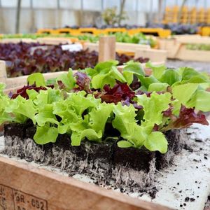 Sla mix - 30 slaplantjes - circa 5 soorten sla - 1 volle veilingtray - voor moestuin, kweekbak of pot