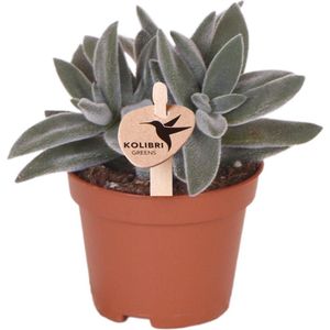 Kolibri Greens | Groene plant - Succulent Tarantula - groene kamerplant - vers van de kweker - Ø6cm