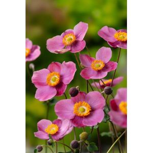 Plants Online - Tuinplanten - Vaste planten - Set van 5 - Anemone hupehensis 'Praecox' - 0.7 liter pot - Plant