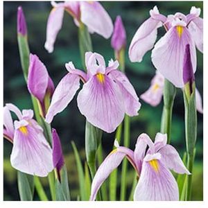 Moerings Iris Laevigata Rose Queen | Roze Lis | In 25CM Mand Kant en Klaar