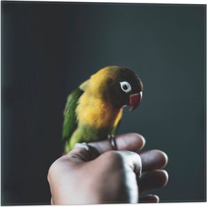 WallClassics - Vlag - Vogel op Hand - Zwartmaskeragapornis - 50x50 cm Foto op Polyester Vlag