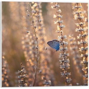 WallClassics - PVC Schuimplaat - Blauwe Vlinder op Smalle Takken met Witte Bloemen - 50x50 cm Foto op PVC Schuimplaat (Met Ophangsysteem)