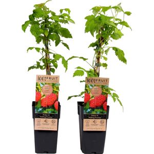Plant in a Box - Rubus idaeus 'Malling Promise' - Set van 2 - Framboos - Fruitplanten - Struik - ⌀15cm - Hoogte 50-60cm
