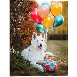 WallClassics - Vlag - Liggende Hond met Bal en Ballonnen - 30x40 cm Foto op Polyester Vlag