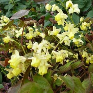 6x Elfenbloem - Epimedium pinnatum ‘Black Sea’ - Pot 9x9cm