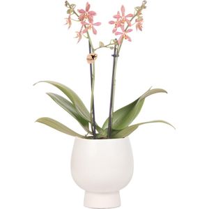 Kolibri Orchids | oranje Phalaenopsis orchidee - Spider in Scandic wit - potmaat Ø9cm | bloeiende kamerplant - vers van de kweker