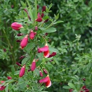 Cytisus 'Burkwoodii' - Brem - 40-60 cm in pot: Struik met roze en witte bloemen, geurend en aantrekkelijk in het voorjaar.