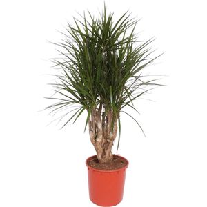 Dracaena Marginata vertakt - 140 cm - ø34