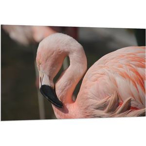 WallClassics - Vlag - Flamingo in de Zon - 120x80 cm Foto op Polyester Vlag