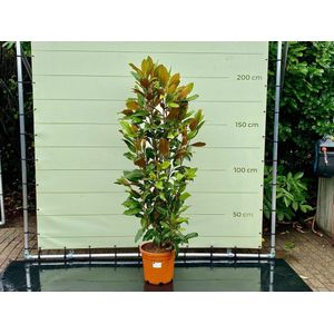 Magnolia Grandiflora Gallisoniensis - hoogte 200 cm