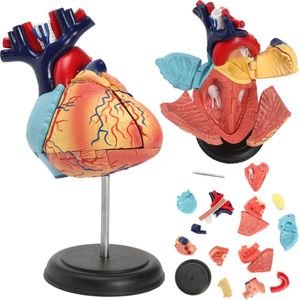 Anatomie hart educatieve puzzel 4d mens