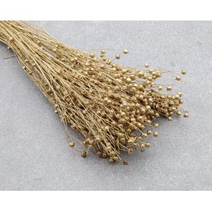 Droogbloemen - Vlas - Linum Usitatissimum - Goud | 45cm | 100g | Perfect voor Boeketten, Decoratie, Doopsuiker, Huwelijk & Verjaardagen | Duurzaam en Stijlvol Bloemenarrangement