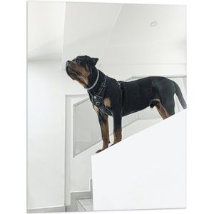 WallClassics - Vlag - Rottweiler op Trap - 60x80 cm Foto op Polyester Vlag