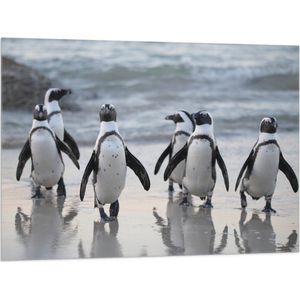 WallClassics - Vlag - Waggelende Pinguïns op het Strand - 100x75 cm Foto op Polyester Vlag