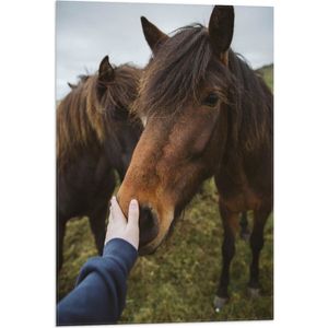 WallClassics - Vlag - Bruin Paard met Hand van Mens - 50x75 cm Foto op Polyester Vlag
